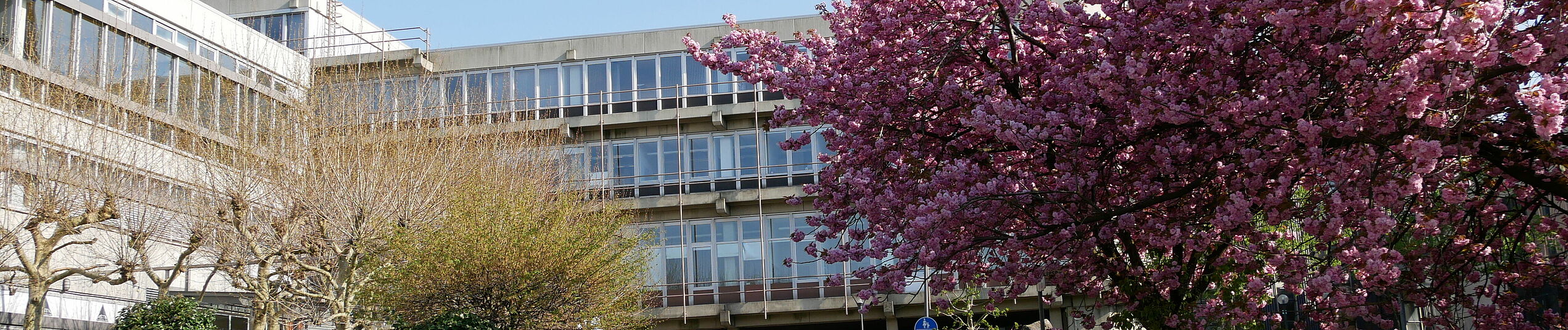 Blossoming cherry trees in front of Paderborn University.