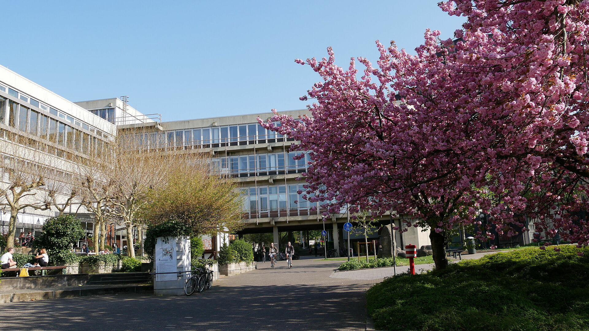 Blühende Kirschbäume vor der Universität Paderborn.